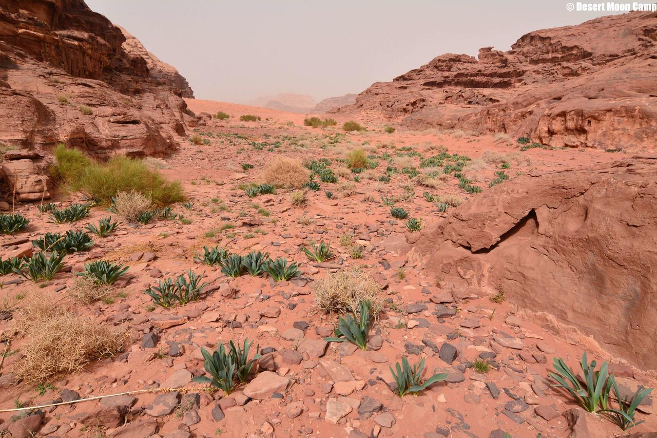 Desert Moon Camp Wadi Rum Bagian luar foto